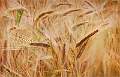 Glden Barley in the Wind_Barry Freeman _Set